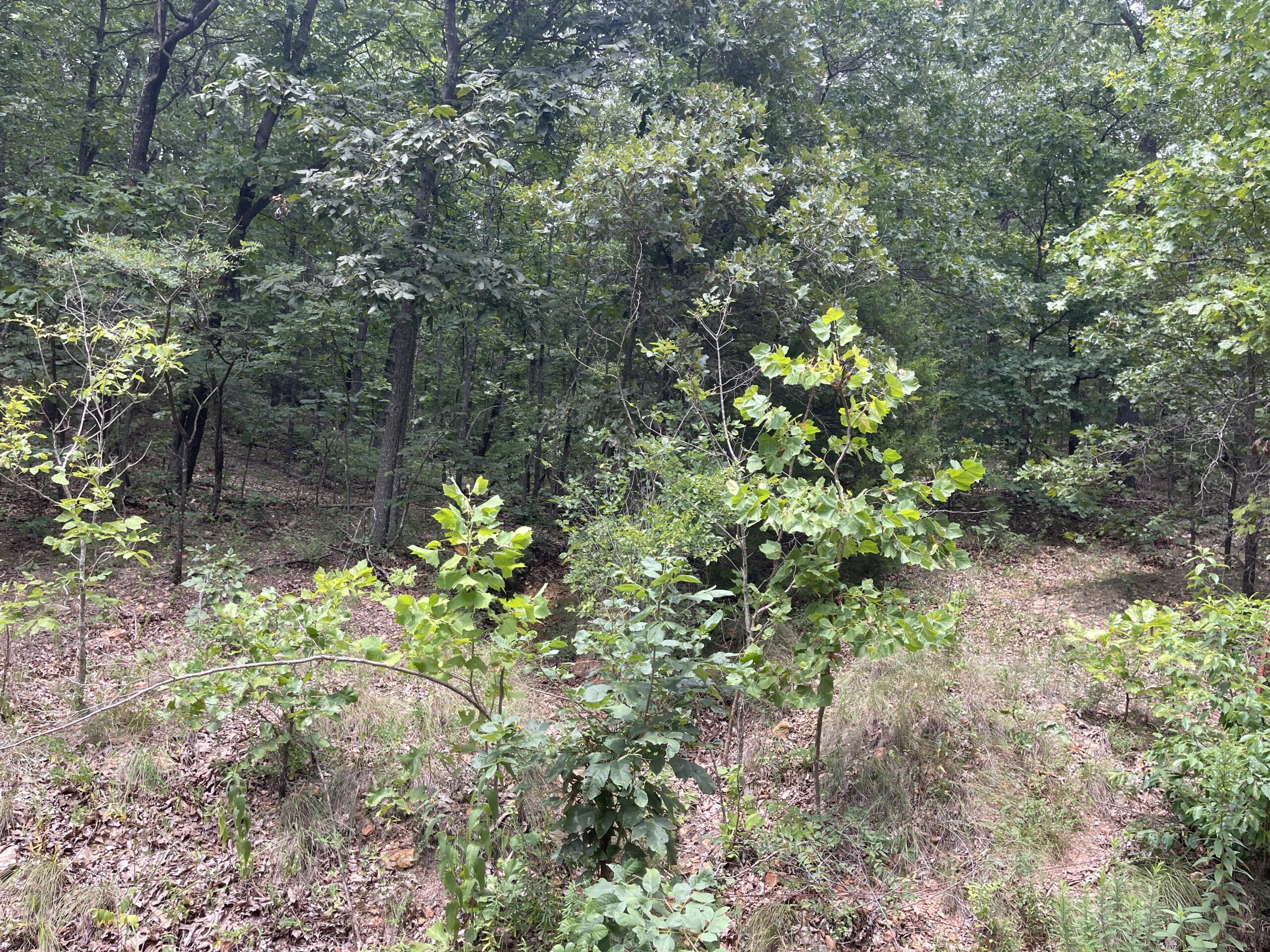 Real Estate Auction 8/21 Auction Chupp's Auction Company Inola, OK